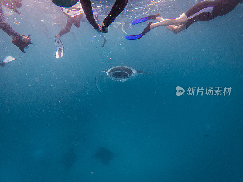 在马尔代夫和许多蝠鲼一起浮潜