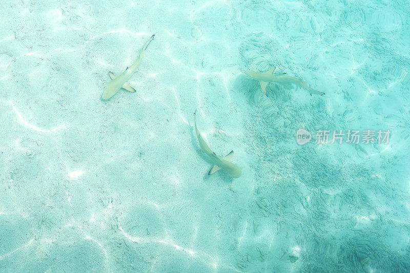 浅浅的透明海水里有小鲨鱼