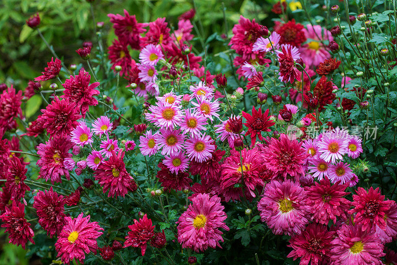 水马齿,菊花