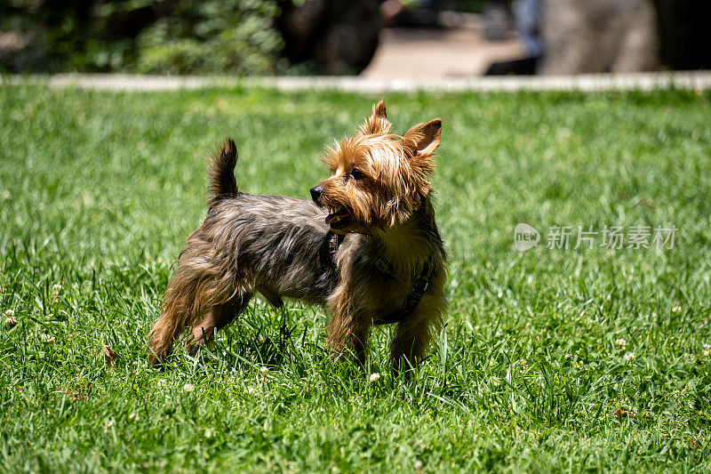 约克郡犬