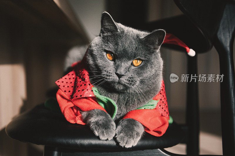 穿着圣诞老人服装的苏格兰直男猫