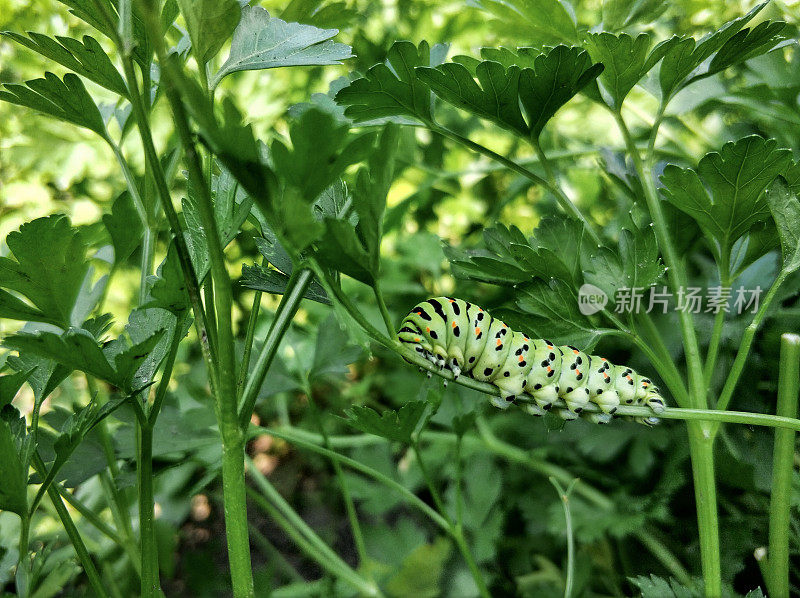 欧芹叶上的绿色毛虫