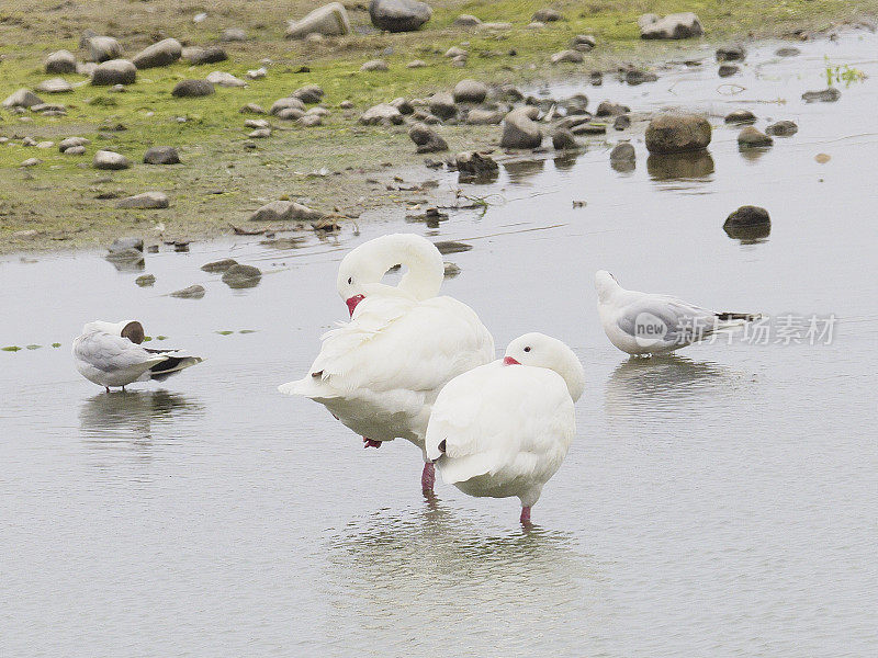 智利太平洋海岸的一个泻湖上，两只科斯科洛巴天鹅正在梳理羽毛