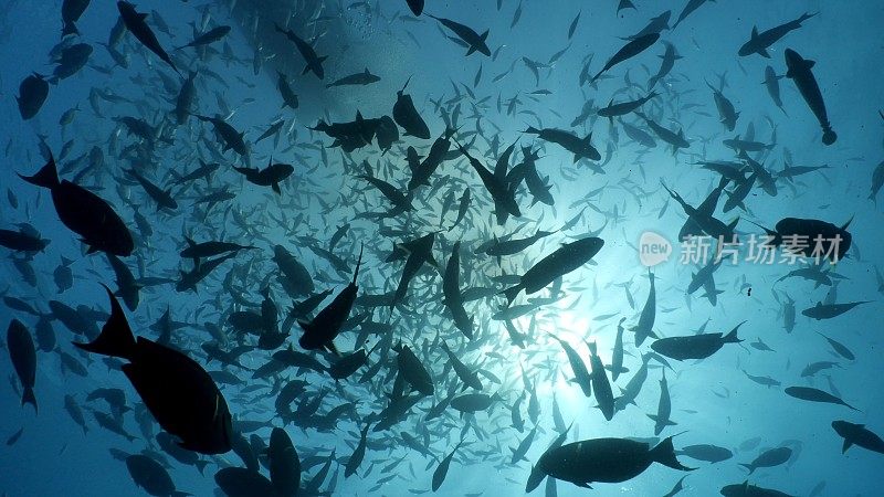 马尔代夫深海中的一群热带珊瑚鱼