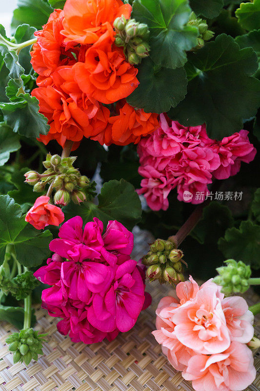 花盆里美丽的五彩天竺葵。