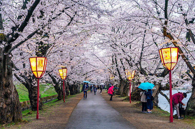 广崎公园正值春季季节。美丽盛开的粉红色樱花