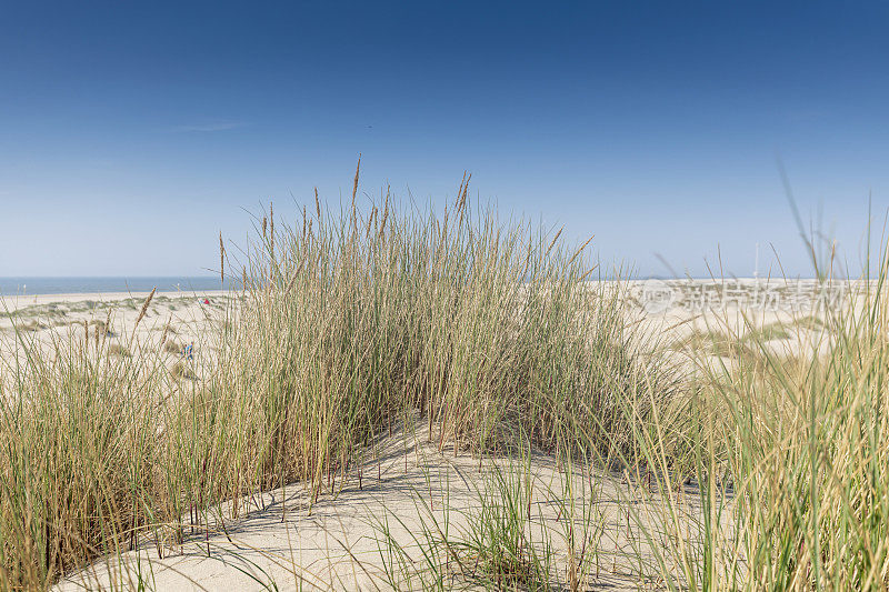 海牙附近荷兰海岸的沙丘