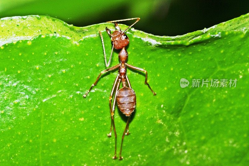 蚂蚁伸伸腿，咬树叶，筑窝。