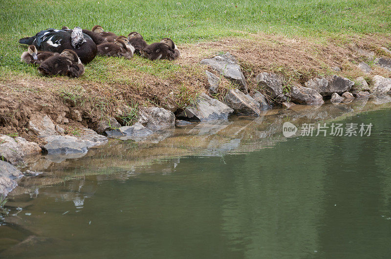 鸭妈妈和小鸭子们在湖边休息