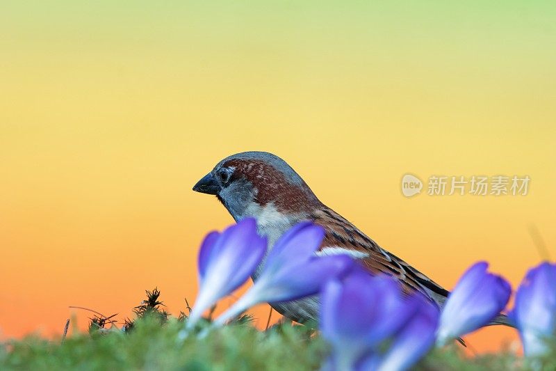 麻雀在春天