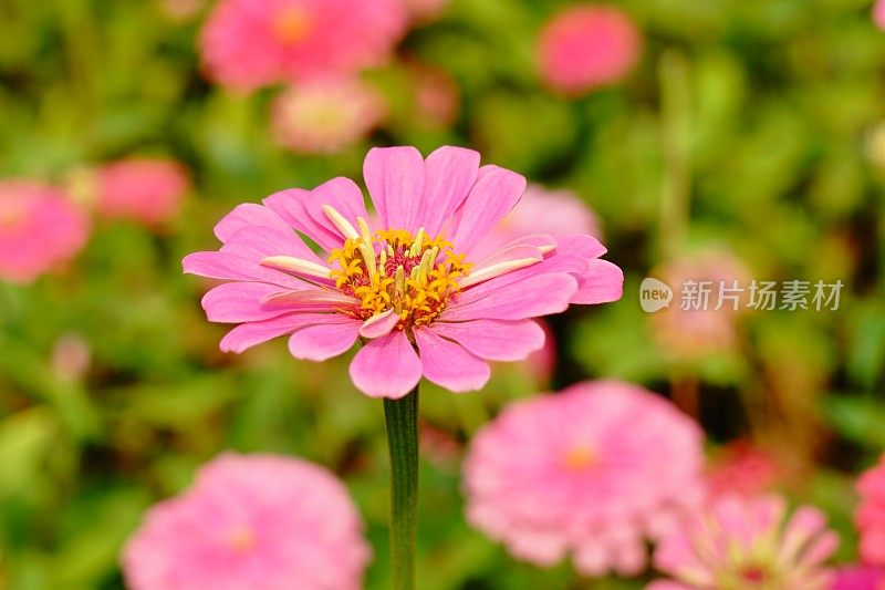 粉色zinnia花