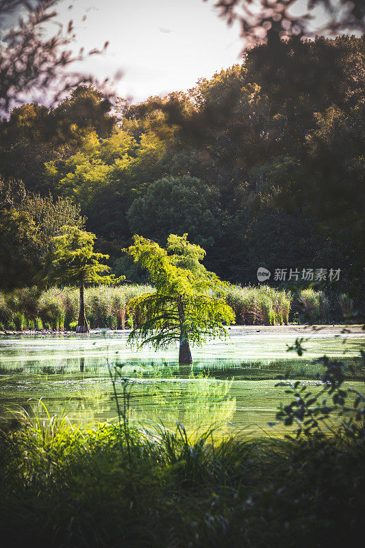 夏天生长在法国天然沼泽湖中间的一棵小的光秃秃的柏树