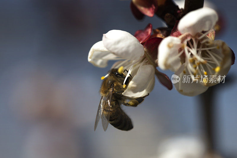一只蜜蜂在树上的一朵白花上。蜜蜂在杏花上采花粉。杏花上的蜜蜂。蜜蜂在一朵白花上采集花粉