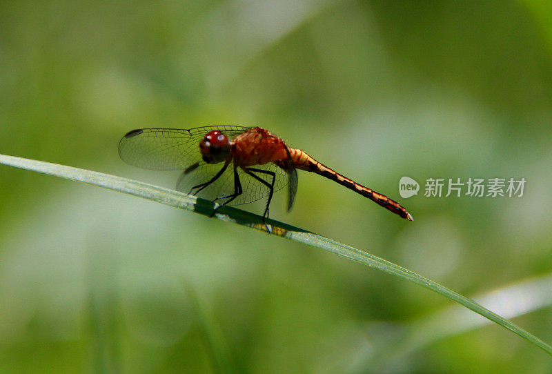 萨尔瓦多市花园里的蜻蜓