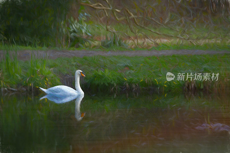 湖面上沉默的天鹅