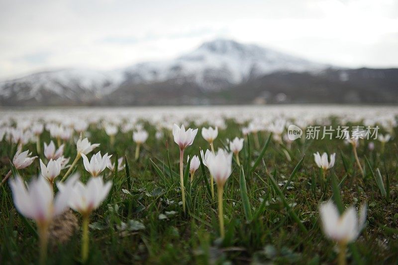 一簇美丽脆弱的野生雪花莲