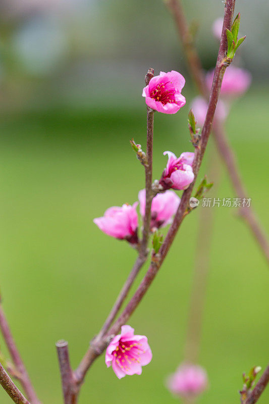 霜桃树粉红花朵垂直形象