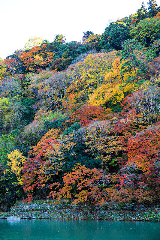 岚山森林在秋天沿着桂河。《京都议定书》