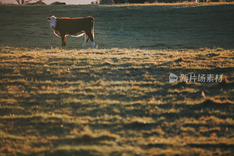 澳大利亚塔斯马尼亚美丽的夕阳与奶牛