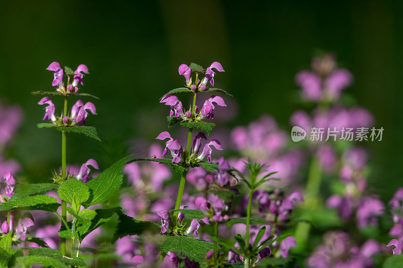 红色dead-nettle