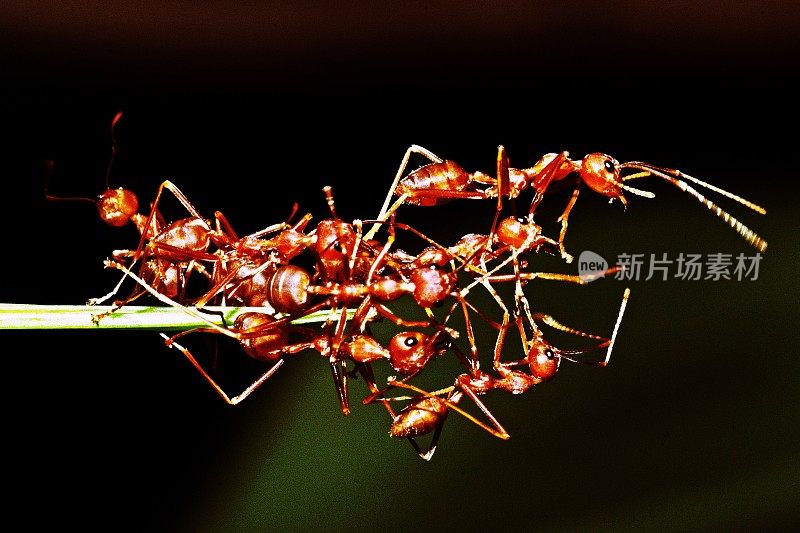一群蚂蚁爬到树枝的顶端。