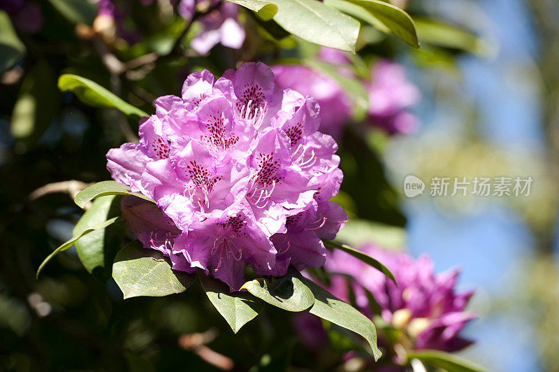 杜鹃花在林地散步，多塞特，英格兰，英国