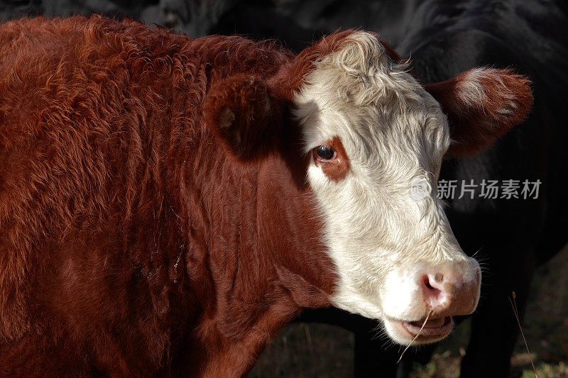 赫里福德小牛牛肉