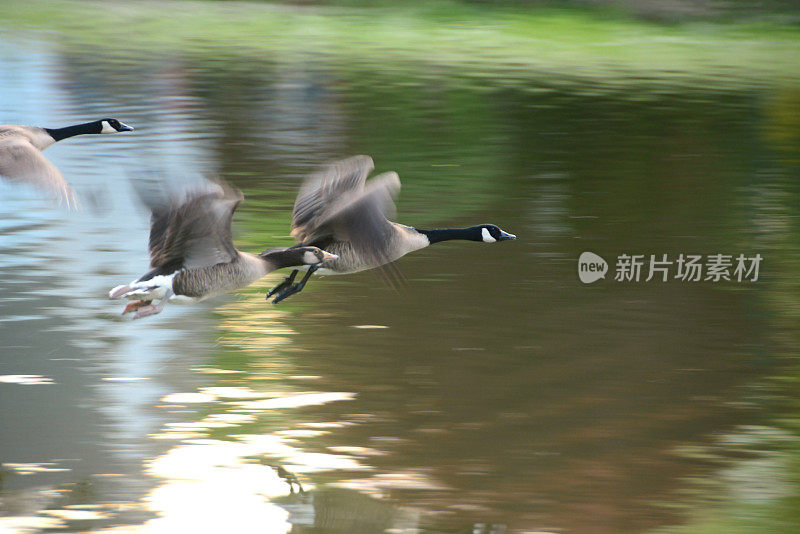 离开加拿大鹅