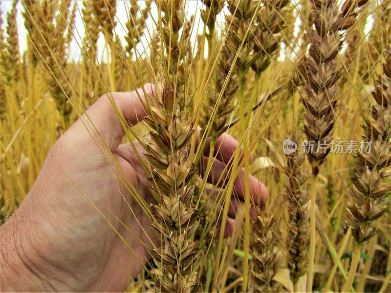 日本。5月底。那人的手拿着一颗成熟的小麦。