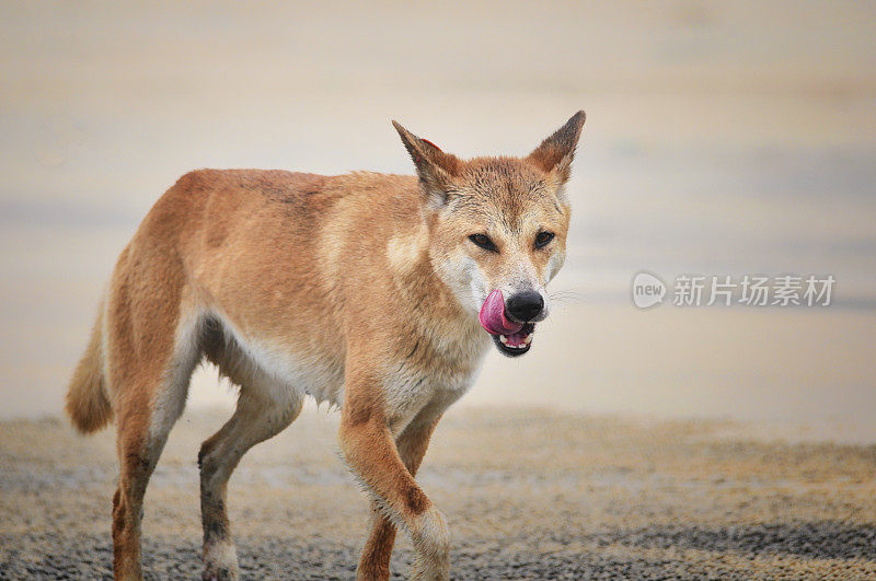 野狗(犬狼疮野狗)