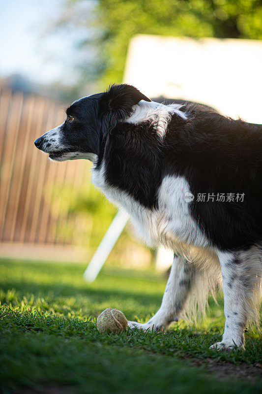 边境牧羊犬和它的球