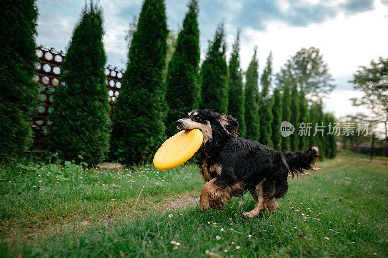 狗在玩飞盘