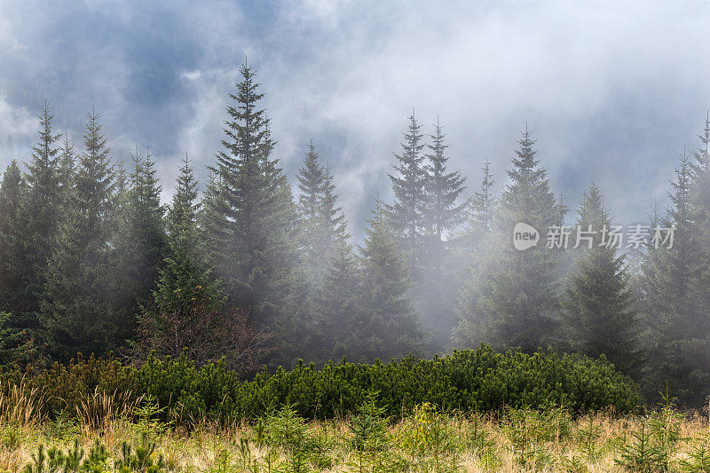 美丽的松树林中弥漫着蓝色的薄雾