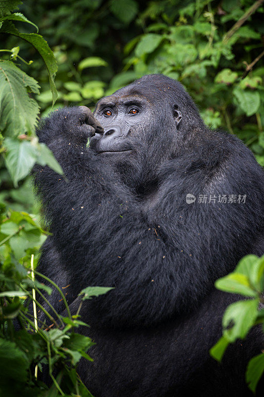 银背大猩猩正在进食，野生动物拍摄，刚果