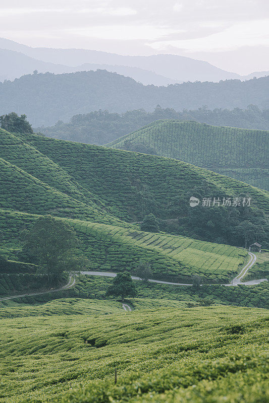 清晨在卡梅隆高地的茶园里种植茶树