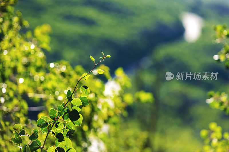 微风和煦的夏日景观大台面国家森林