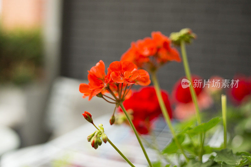 阳台上的红色天竺葵