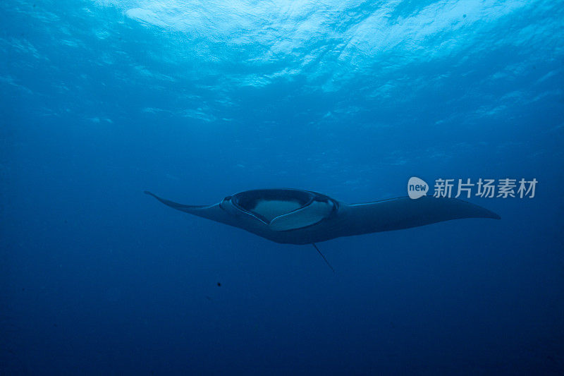 蝠鲼在水下漂浮