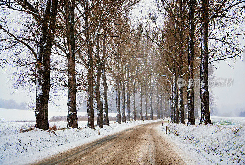 下雪天的树巷。