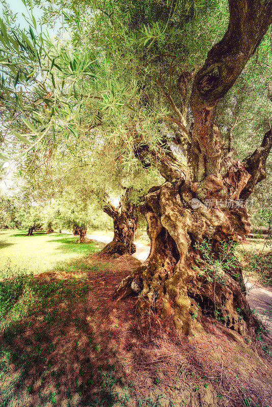 古老的橄榄林