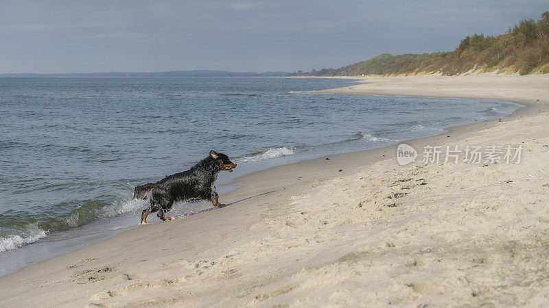 纯种泽南猎犬，伯恩山犬，在沙滩上奔跑