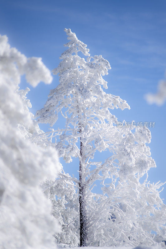 阳光下的雪树