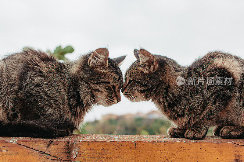 两只可爱的猫正坐在篱笆上。猫的爱。本空间