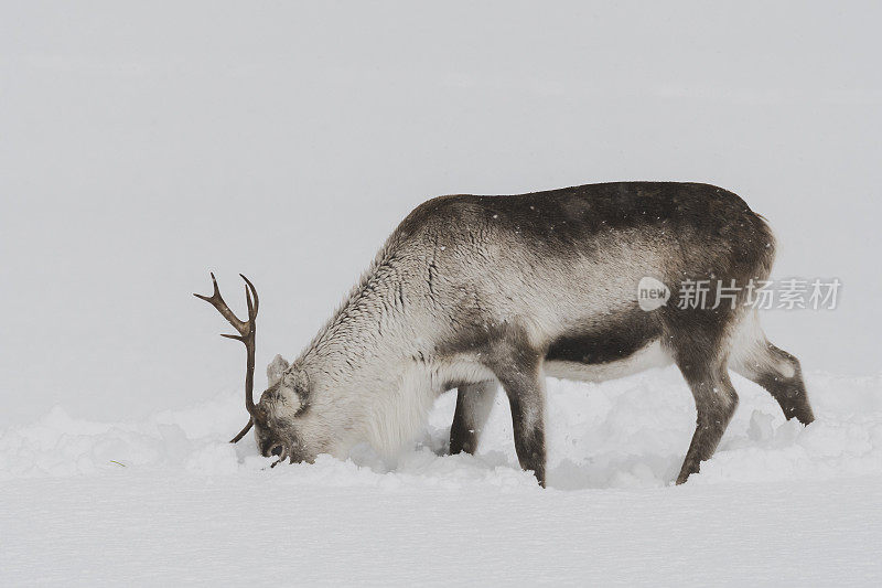 冬天，挪威北部的驯鹿在雪地里吃草