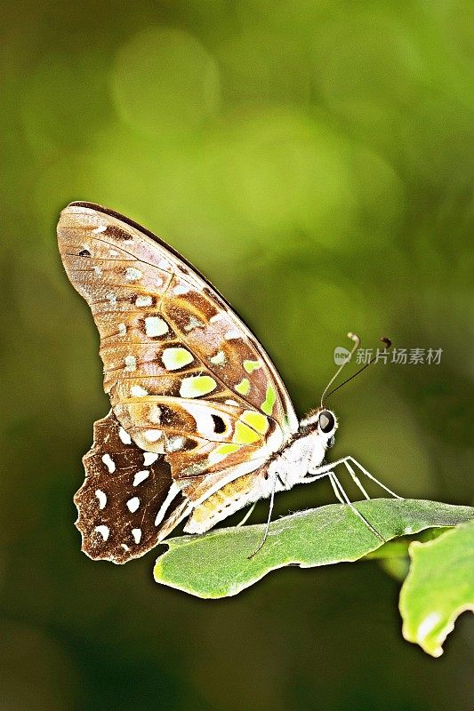 蝴蝶在叶子上。