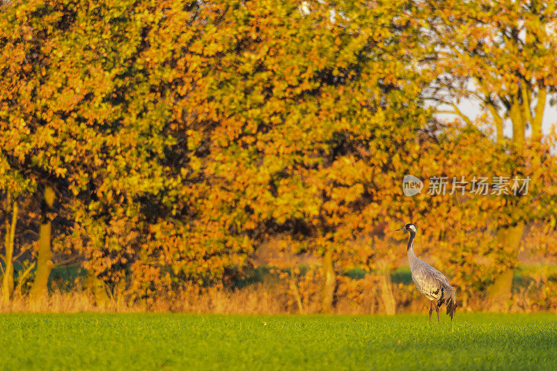 秋季迁徙期间，鹤在野外休息觅食