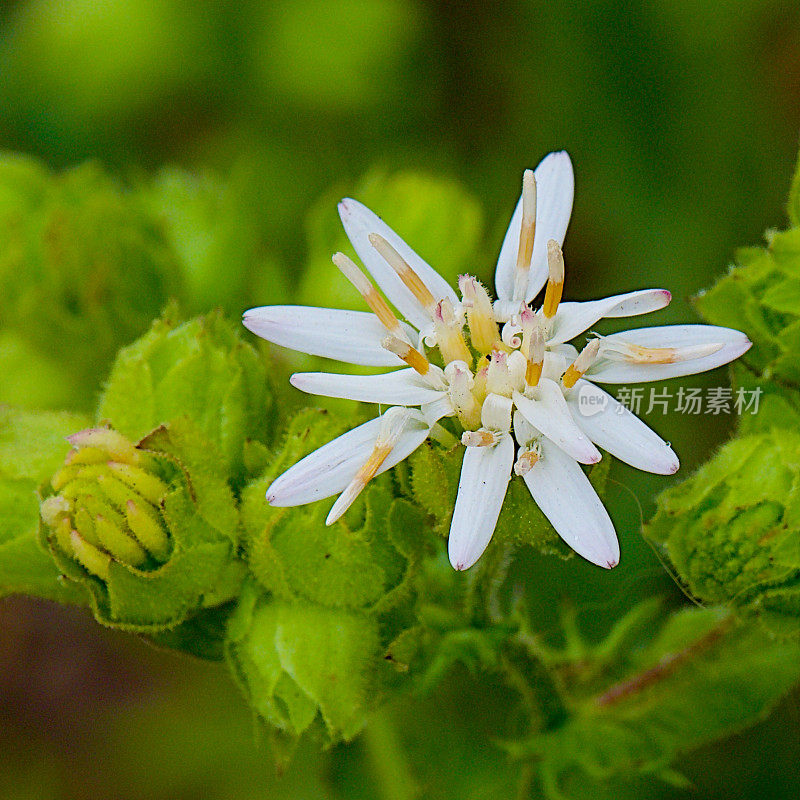 杏花的一朵花和许多花蕾