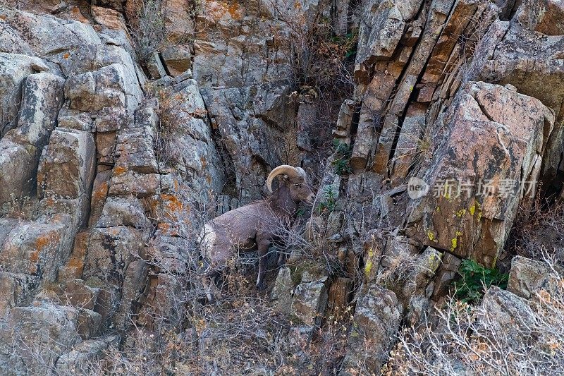 大角公羊在陡坡上快速移动
