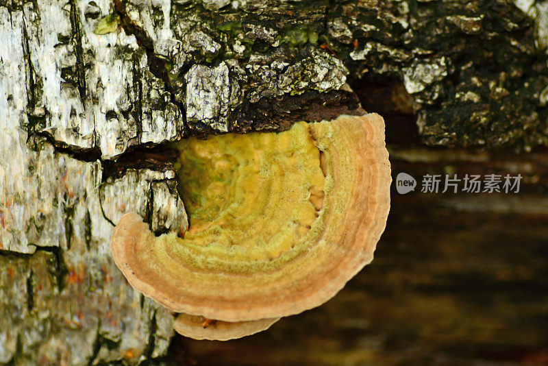树干上真菌的特写镜头