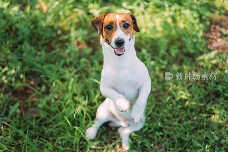 杰克罗素梗宠物狗喜欢站着和坐着等待食物在夏季宠物享受